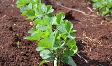 Soja guaxa resistente desafia produtores de milho e sorgo