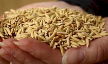 Produção de arroz deve atingir o maior volume em oito safras