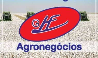 Produtores de algodão priorizam contratos da safra futura