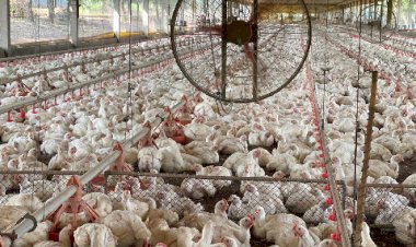 Produção Pintos de corte: após recorde histórico em abril, com IAAP produção recua nos dois meses seguintes