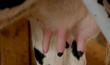 Células-tronco apontam novo caminho contra a mastite