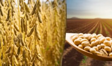 Missão brasileira em Angola amplia cooperação agrícola