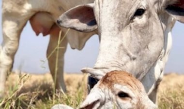 Famato e Acrimat celebram avanço na redução do Fethab sobre fêmeas