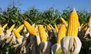 Milho segue distinto entre B3 e Chicago