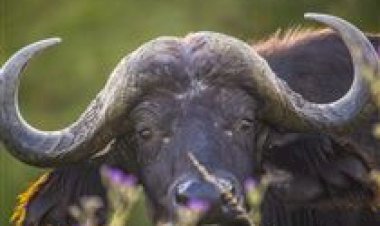 Leite de búfala conquista paladares no DF