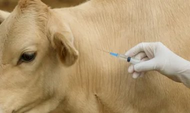 Ministério da Agricultura suspende uso de vacina após morte de mais de 100 animais no Piauí