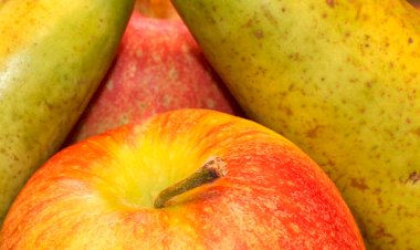 Alimentos hortigranjeiros registram queda de preços em agosto, mas exportações seguem firmes