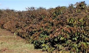 Murcha de Fusarium ameaça o café Conilon