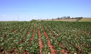 Governo destina R$ 21,7 milhões para apoiar produtores de feijão no sul do país