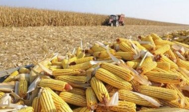 Colheita do milho do Paraná está na reta final e Deral destaca perdas superiores a 50% em alguns municípios