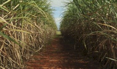 Produção de cana recua em 2025/26 e deve somar 668,8 milhões de toneladas, diz Conab