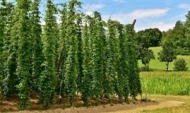 Produção de lúpulo cresce e rende prêmios