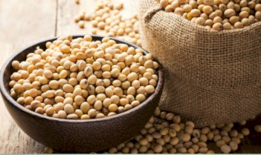 TCU suspende efeitos da Moratória da Soja e questiona legalidade de restrições privadas ao comércio