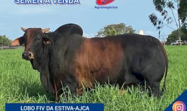 Cotações no mercado do boi gordo estáveis em São Paulo