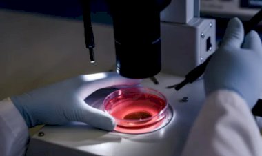 Brasil obtém autorização para exportar soro fetal bovino à União Econômica Euroasiática