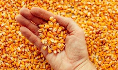 Taxa de câmbio será decisiva para milho do Brasil