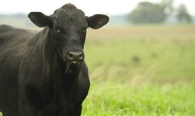 Primeiros exemplares de Brangus chegam à Expointer