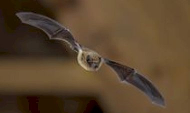 Goiás intensifica controle de morcegos após casos de raiva em bovinos