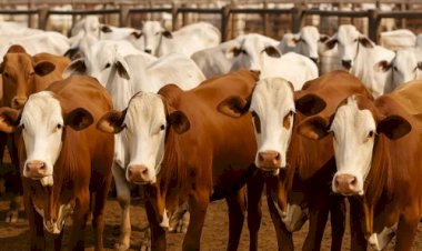 Deputados de MT aprovam redução de 30% no 