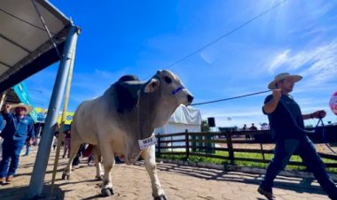 Gigante da Expointer: touro Brahman surpreende e bate recorde de peso
