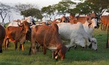 EPAMIG impulsiona genética do Gir Leiteiro