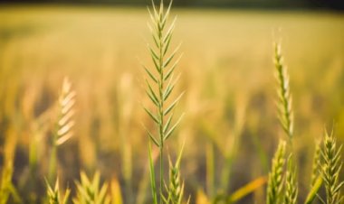 Resistência de plantas daninhas pede manejo inteligente