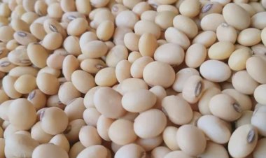 Mercado de grãos abre o dia com movimentações distintas
