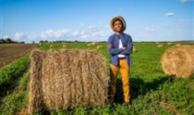 Pequenos e médios agricultores terão crédito para recuperar produção