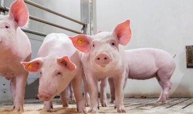 Suíno: Embarques de carne suína aumentam 2,8%