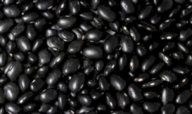 Mercado de feijão registra alta na segunda semana de setembro