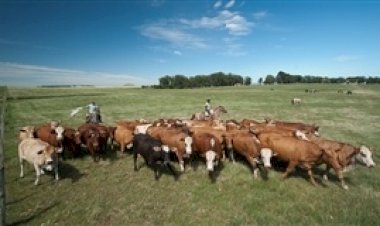 Emater/RS: clima dificulta manejo e aumenta custos na pecuária leiteira