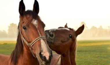 Brasil fecha os olhos para o abate de cavalos