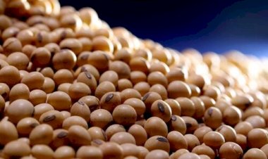 Soja brasileira ganha força no mercado