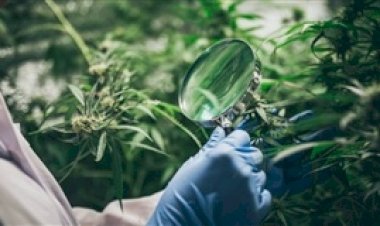 Plano para cadeia produtiva do cânhamo no Brasil é lançado