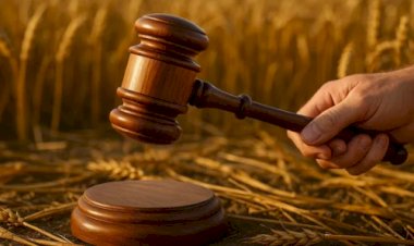 Colheita de trigo no PR avança e pressiona cotações