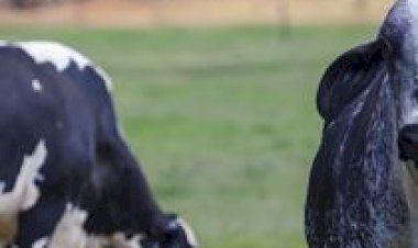 Girolando: benchmarking mostra caminhos para maior eficiência no leite