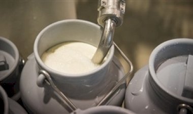 Produção de leite bate recorde histórico e movimenta R$ 71,5 bilhões em 2024