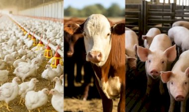 Ranking da pecuária no Brasil: veja os estados líderes no 2º trimestre de 2025, segundo IBGE