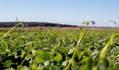 Falta de chuvas reduz área plantada de feijão em Minas Gerais