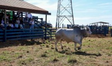 É do Mato Grosso do Sul o touro destaque nacional de qualidade de carcaça