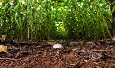 Agricultura regenerativa cresce e conquista produtores