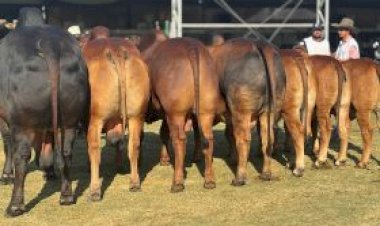 Sindi impõe qualidade na Expo Rio Preto