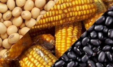 Brasil deve colher safra recorde de grãos e proteínas animais em 2025/26, projeta Conab