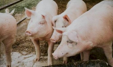 Paraná projeta novo recorde de carne suína no 2º semestre