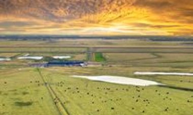 EMATER/RS: forragem melhora e impulsiona produção de leite