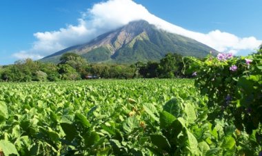 Safra recorde de tabaco e faturamento histórico em SC