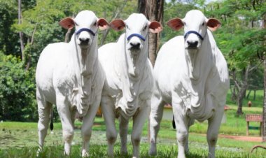 MT: setembro pode ter a maior média de abate já registrada