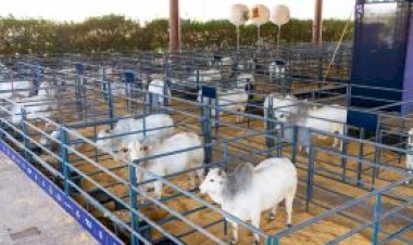 ABCZ e Governo do Acre firmam novo acordo para fortalecer a pecuária no Estado