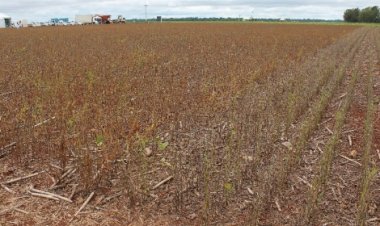 Valor Bruto da Produção do agro alcançou R$ 1,406 trilhão em agosto
