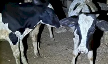 PM flagra gado dentro de carro e prende dupla em Minas Gerais